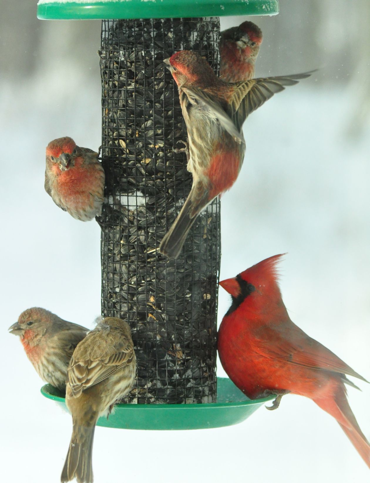Backyard feeder